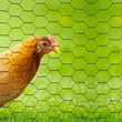 Kép 2/2 - Csibefonat horganyzott tekercs 50cm osztás: 32x32 mm, anyagvastagság: 0,7 mm (25m)