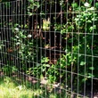 Kép 2/2 - FIX osztású ponthegesztett tekercses kerítés 100cm, osztás: 50x50mm, anyagvastagság: 2,0mm (25m)